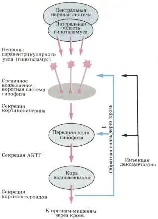 Рис 170 Действие дексаметазона на ось ЦНС гипофиз надпочечники Проба с - фото 202