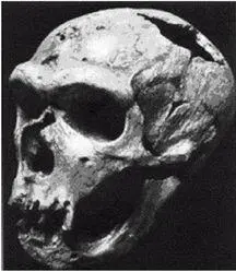 Рисунок 27 Неандертальцы Homo neanderthalensis 30 Название по первой - фото 7