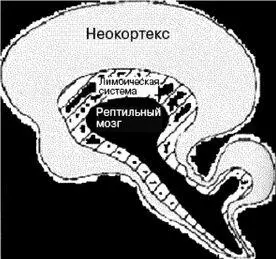 Рисунок 43 Теория триединого мозга Маклина является хорошим примером - фото 13