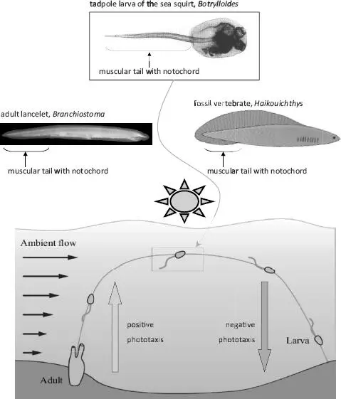 FIGURE 32 Modeling the first vertebrates Biologists use three different - фото 14
