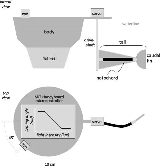 FIGURE 33 Tadro3 the Evolvabot designed to represent the tunicate tadpole - фото 15