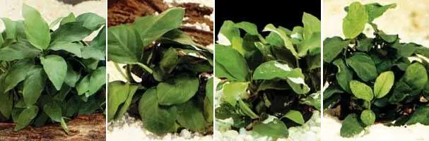 В настоящеевремя описывается как подвид А Бартера Anubias barteri - фото 9
