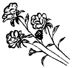 Жена Кирилла Петровича приобрела дачный участок В первый год они посадили - фото 3