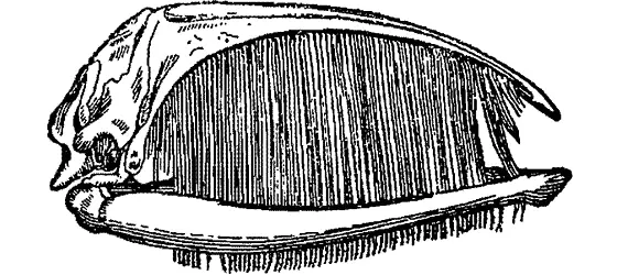 Рис 50 Череп беззубого кита с роговыми пластинками китовый ус Суша - фото 52