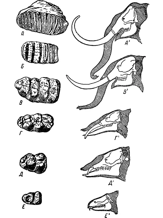 Рис 53 Эволюция снизу вверх строения головы и зубов у предков слона - фото 55