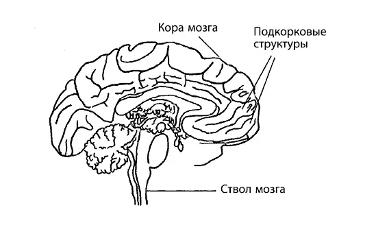 При обследовании пациентов с СДВГ на первый план выходили нарушения связанные - фото 2