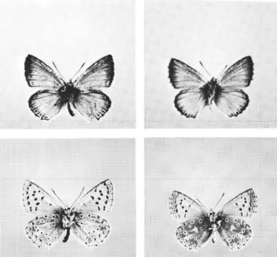 The small butterfly light blue above grayish beneath of which the two type - фото 19