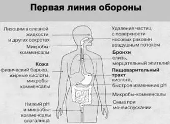 Рис 1 Большинство возбудителей болезней человека не способны проникать во - фото 1