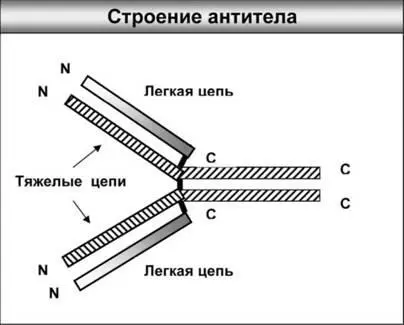 Рис 2 Антитела иммуноглобулины сложные белковые агрегаты которые состоят - фото 2