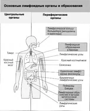 Рис 3 В центральных лимфоидных органах человека тимусе и костном мозге - фото 3