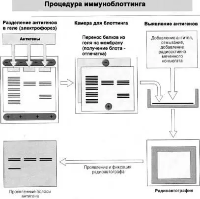 Рис 27 Для проведения иммуноблотинга на первом этапе белки содержащиеся в - фото 42