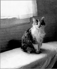 The only known photo of Daisy Mae my friend and confidante during the days of - фото 16