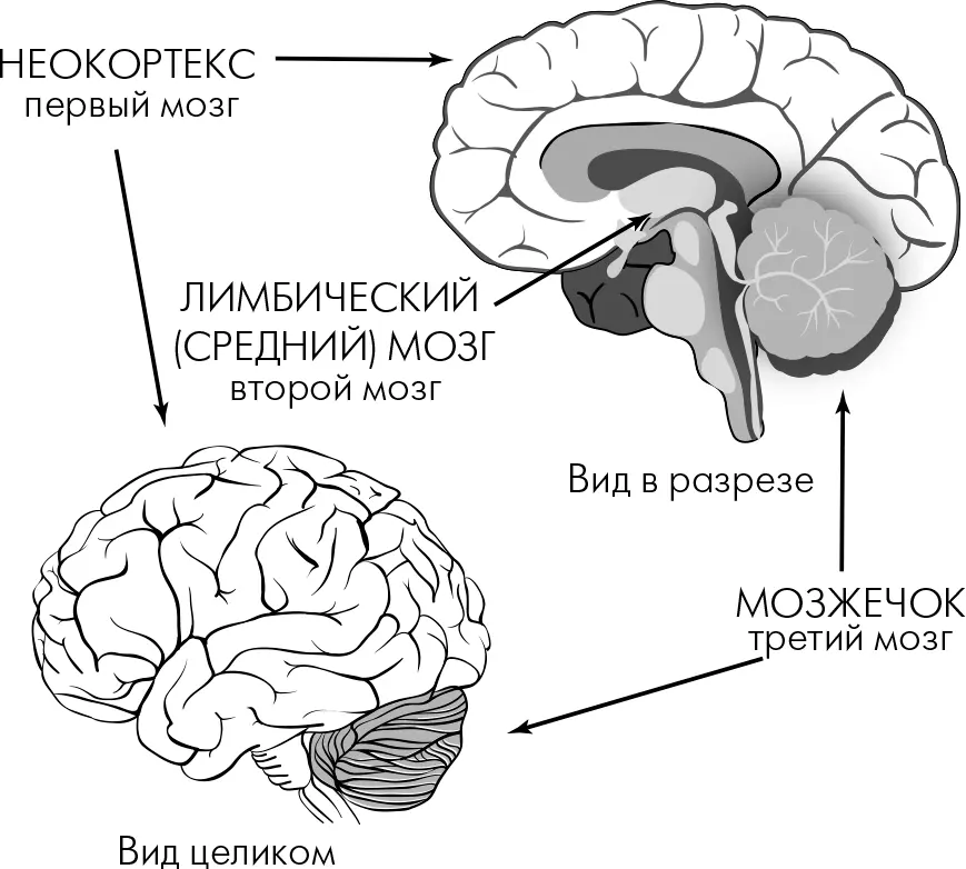 Рис 6АПервый мозг это неокортекс или мыслящий мозг на рисунке обозначен - фото 15