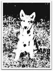 Анатолий Кольцов - Полукровка