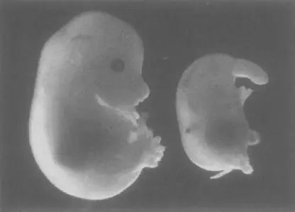 WILD TYPE MOUSE LEFT SONIC HEDGEHOGDEFECTIVE MOUSE RIGHT An embryos - фото 17