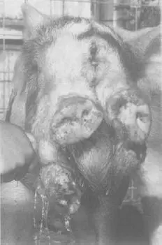DUPLICATION OF FACE IN A PIG DITTO SIRENS Among the disorders that appear - фото 18