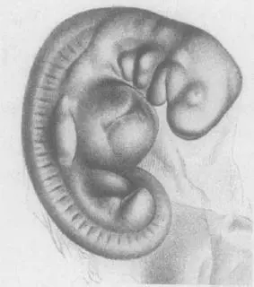 SOMITES IN A HUMAN EMBRYO FROM FRANZ KEIBEL 1908 NORMENTAFEL ZUR - фото 22