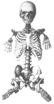 PHOCOMELIA SKELETON OF MARC CAZOTTE AKA PEPIN 17571801 FROM WILLEM - фото 23