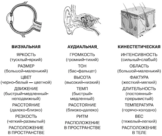 Три основные сенсорные модальности человека и их субмодальности Что касается - фото 2