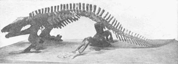 SKELETON OF A LABYRINTHODONT THE ERYOPS Nat Hist Mus All the - фото 16