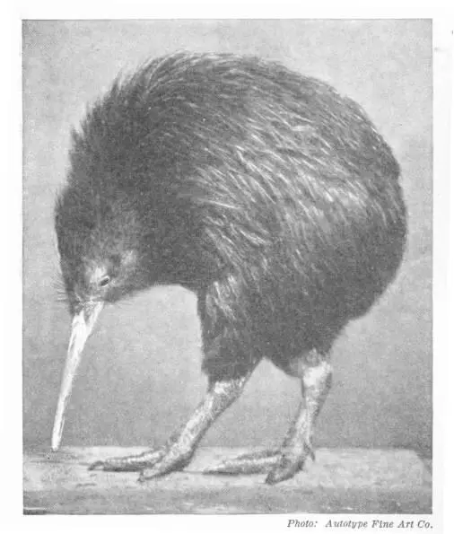 THE KIWI APTERYX STILL FOUND IN NEW ZEALAND Photo Autotype Fine Art Co - фото 22