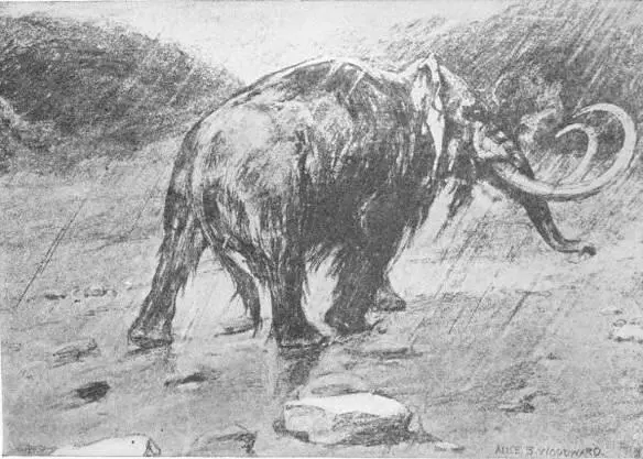 A MAMMOTH By the middle Cainozoic period there have appeared various apes with - фото 28