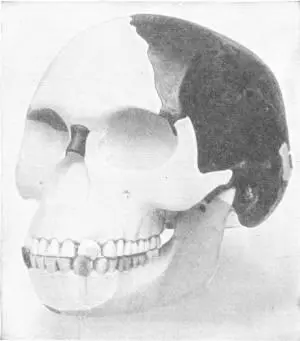 THE PILTDOWN SKULL AS RECONSTRUCTED FROM ORIGINAL FRAGMENT Nat Hist Mus - фото 32