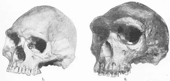 COMPARISON OF 1 MODERN SKULL AND 2 RHODESIAN SKULL Nat Hist Mus The - фото 35