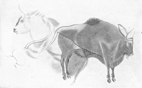 ONE OF THE MARVELLOUS CAVE PAINTINGS OF ALTAMIRA NORTH SPAIN The Walls of - фото 36