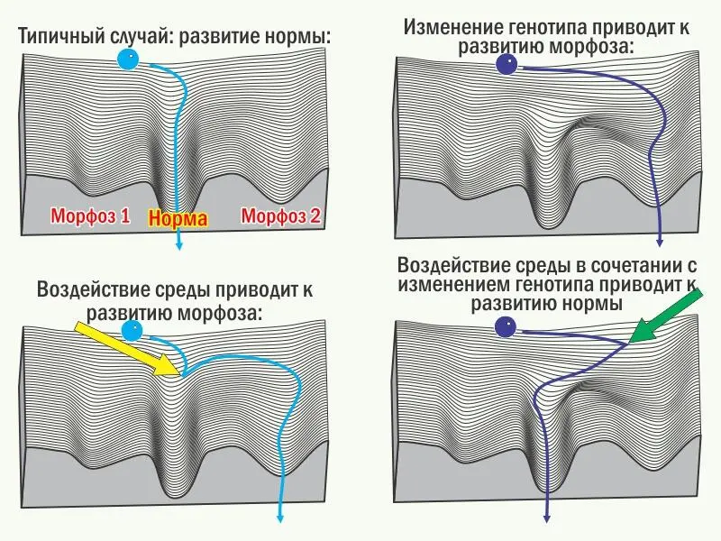 Если характер отбора изменяется и он перестаёт поддерживать прежнюю норму её - фото 2