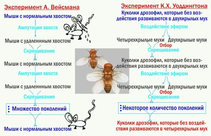 На языке СТЭ опыты Уоддингтона описываются натужно Отбор на способность - фото 3