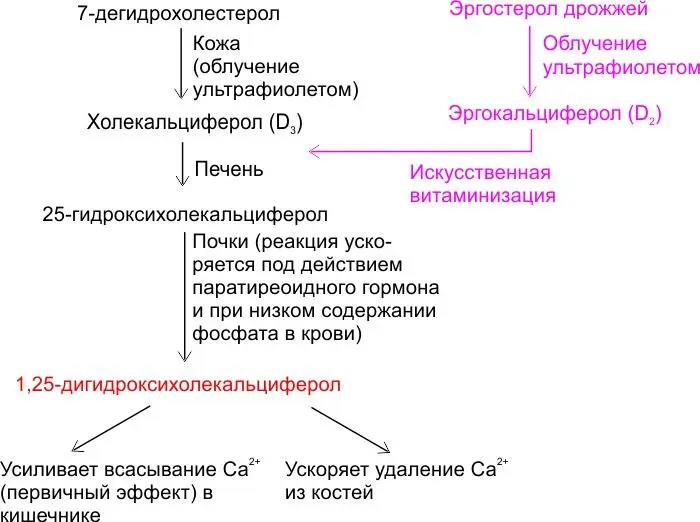 Метаболизм витамина D в соответствии с классическим учебником А Ленинджера - фото 24