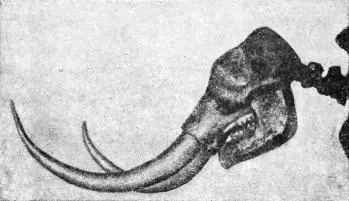 Рис 51 Череп американского мастодонта В самом деле череп мастодонта рис - фото 53