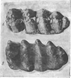Рис 57 Последние нижние коренные зубы среднемиоценового наверху и - фото 59