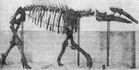 Рис 59 Скелет нижнемиоценового мастодонта из Тургайской степи - фото 61
