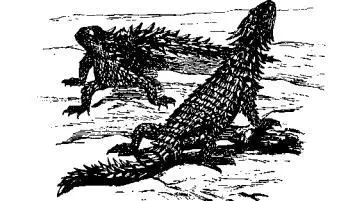 Рис 99 Современная поясохвостая ящерица из Южной Африки Рис 100 Скелет - фото 101
