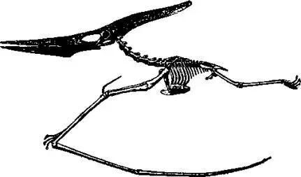 Рис 124 Скелет птеранодона гигантского летающего ящера Рис 125 - фото 126