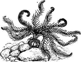 Рис 164 Перистая морская звезда коматула с десятью перистыми руками - фото 169