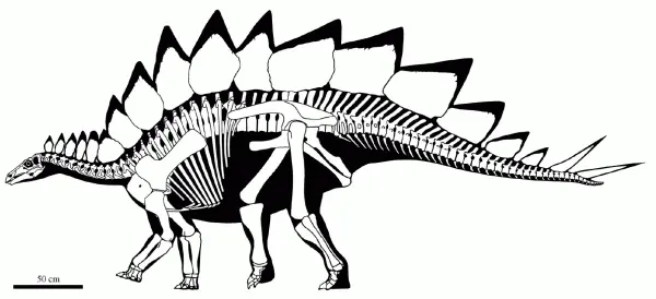 Скелетная реконструкция стегозавра Stegosaurus stenops Божественная грязь - фото 20