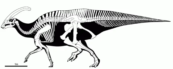 Скелетная реконструкция паразауролофа Parasaurolophus Паразауролоф и - фото 33