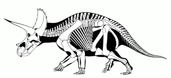 Пример этого трицератопс Triceratops возможно один из наиболее - фото 43