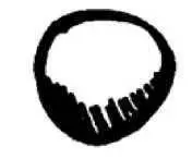 Coal was a highly compressed mixture of rotten trees and flowers and bushes and - фото 51