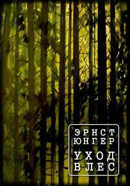 Эрнст Юнгер Уход в лес обложка книги