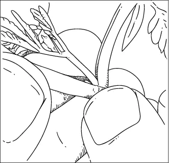 Site for checking primordial for sexing plants This is the initial nub - фото 1