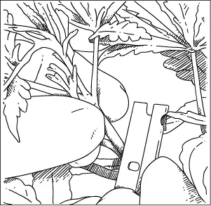 Make an angled cut on the chosen stem Cut at a fortyfivedegree angle Next - фото 5