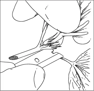 Trim off two sets of leaves and growth nodes nearest to the end of the stem - фото 7