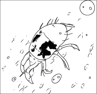Spider mite Spider mites develop from eggs which usually are laid near the - фото 9