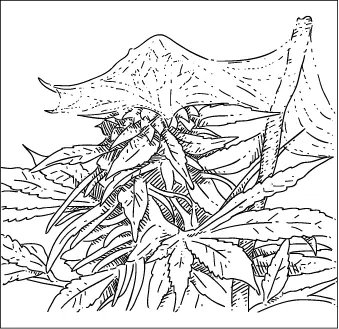 An infested plant Note that the webs are similar to those made by spiders - фото 10