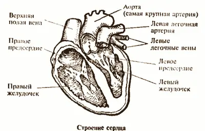 Современные исследования показывают что мощности сердца хватает лишь для того - фото 2