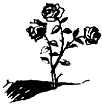 КЕРОГЛУ В БАЯЗИДЕ Теперь послушайте о ком же расскажу я вам О тогатском - фото 19